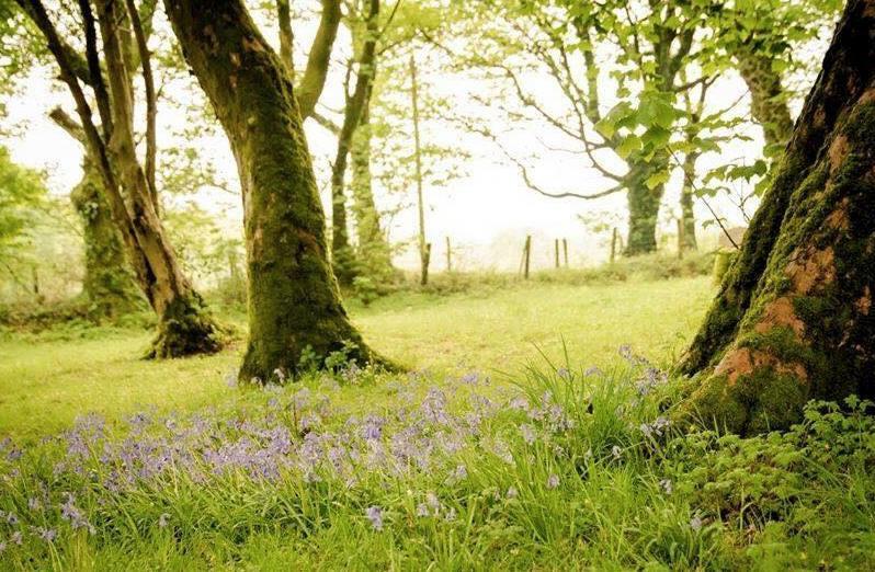 Gellifawr Woodland Retreat Hotell Pontfaen Eksteriør bilde